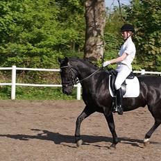 Welsh Cob (sec D) Dark Shadow