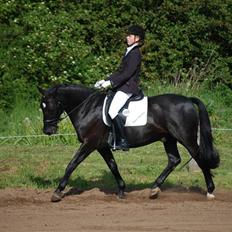 Welsh Cob (sec D) Dark Shadow