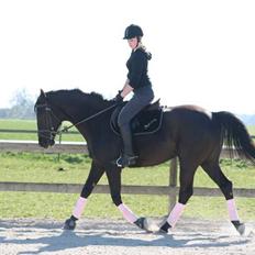 Dansk Varmblod Mahjong