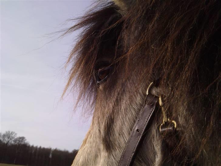 Anden særlig race Tjalfe ' Alt<3 *Gl. Part* - 12) Tjalfe<3 april 2009 billede 12