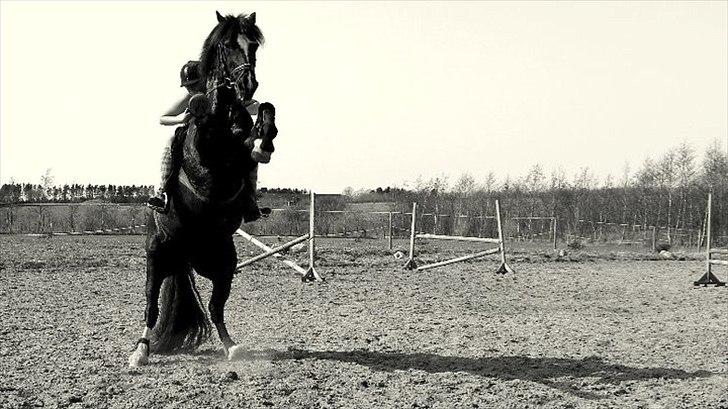 Welsh Cob (sec D) jet jewel "jj" *solgt* - Verdens sejeste pony! <3  billede 6