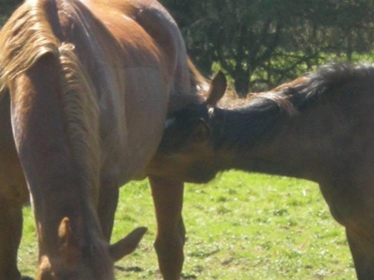 Anden særlig race Riisgaardens Kira  - prøver lig at noget fra fiona når min mor ikke vil gi´ mig noget mælk mere billede 13