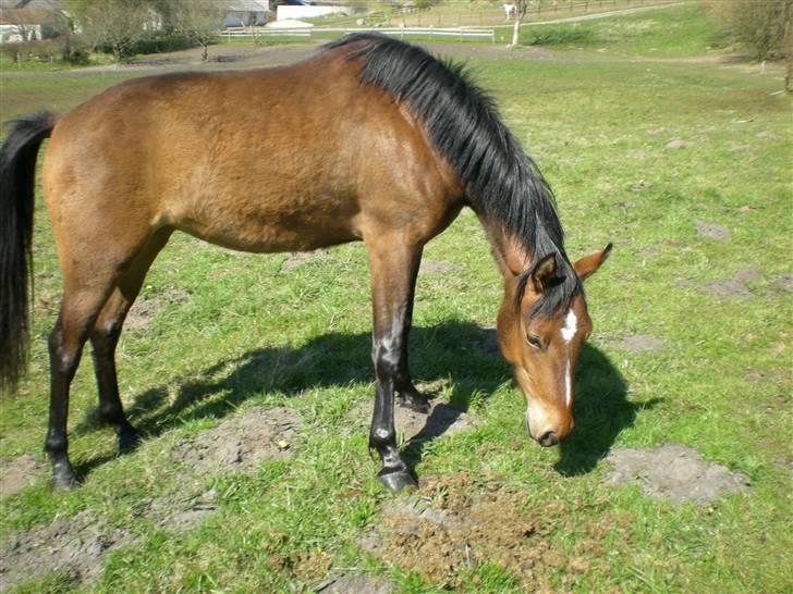Anden særlig race Riisgaardens Kira  - hmmm lækkert græs billede 14