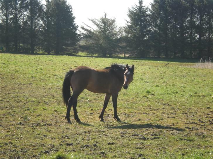 Anden særlig race Riisgaardens Kira  - hmmm hvem er det..? billede 15
