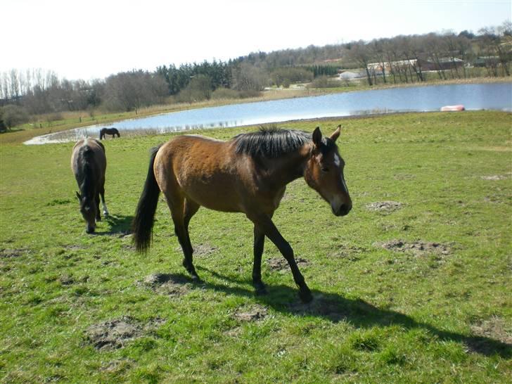 Anden særlig race Riisgaardens Kira  billede 17