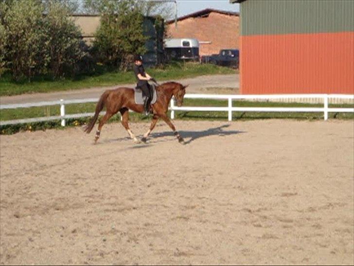Trakehner Mazurka - Træning april 2010. Redet ca. 2 mdr. efter laaang pause billede 12