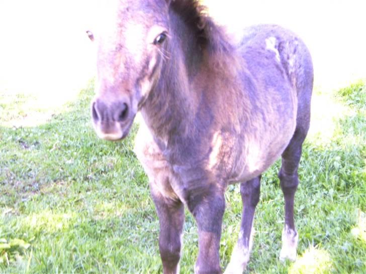 Anden særlig race Bangs Romeo - 3 mdr. billede 7