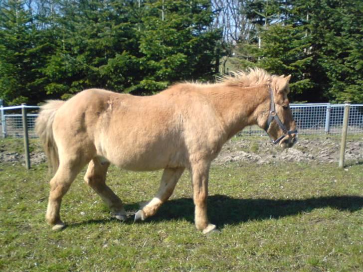 Islænder Thor/ÞÓR frá Þorlákshöfn, - R.I.P - Thor:-) .. foto: mathilde Simonsen billede 17