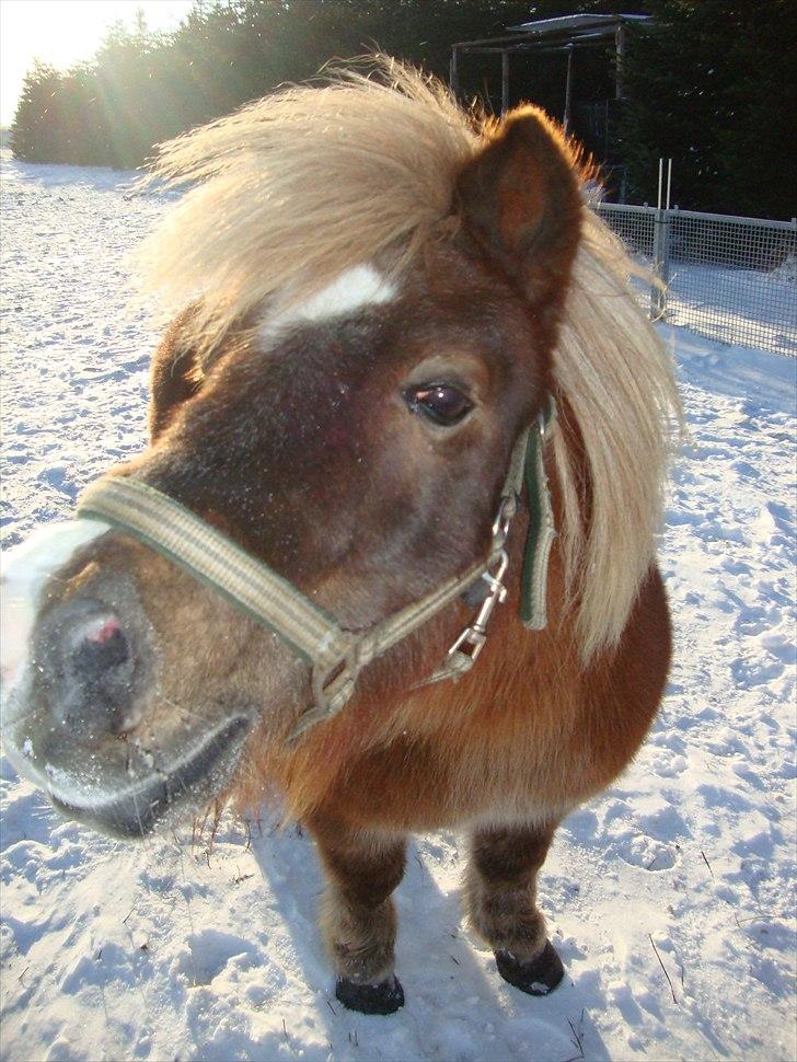Shetlænder Dismo *R.I.P* - Dismo:-) .. foto: mathilde Simonsen billede 11