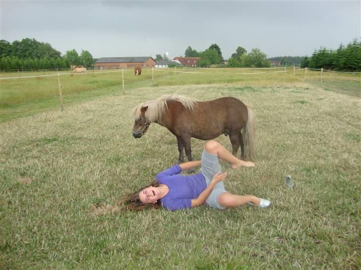 Shetlænder Dismo *R.I.P* - Dismo:-) .. foto: lea hartmann hansen billede 12