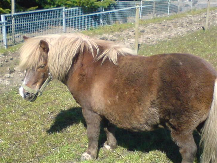 Shetlænder Dismo *R.I.P* - Dismo:-) .. foto: mathilde Simonsen billede 13