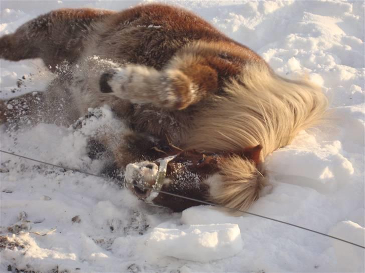 Shetlænder Dismo *R.I.P* - Dismo:-) .. foto: mathilde Simonsen billede 14