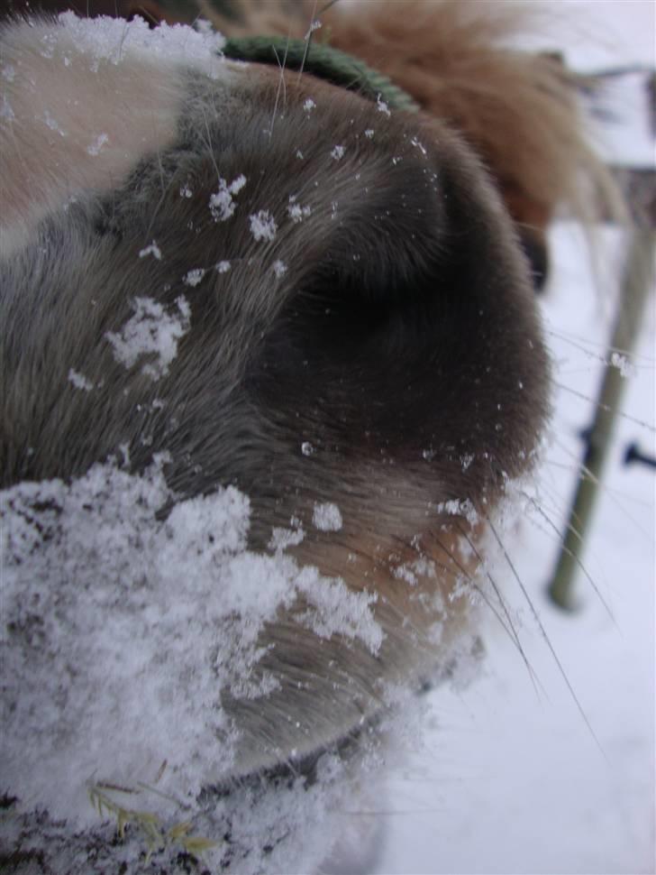Shetlænder Dismo *R.I.P* - Dismo:-) .. foto: mathilde Simonsen billede 15