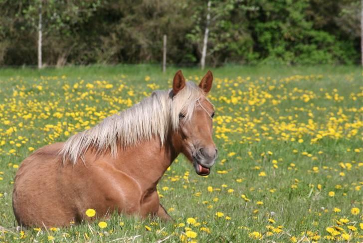 New Forest Calandias Sweet Cherrypie - Foto: Marie-louise Nielsen billede 17