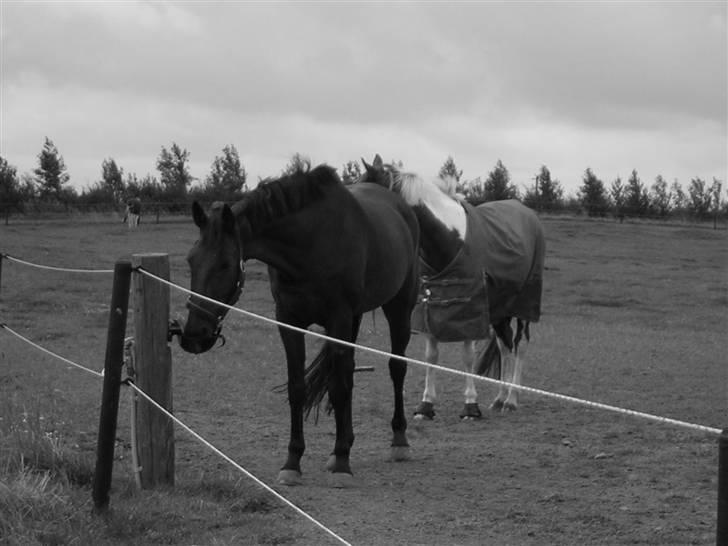 Anden særlig race Azur - Azur drikker vand på folden billede 1