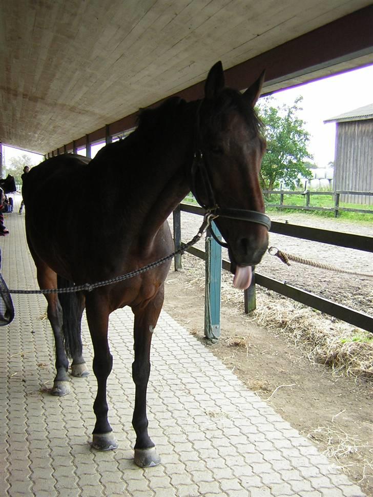 Anden særlig race Azur - med tungen ud af munden billede 2