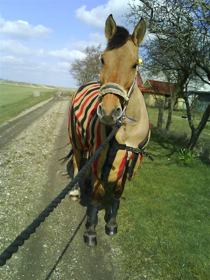 Anden særlig race Max billede 7