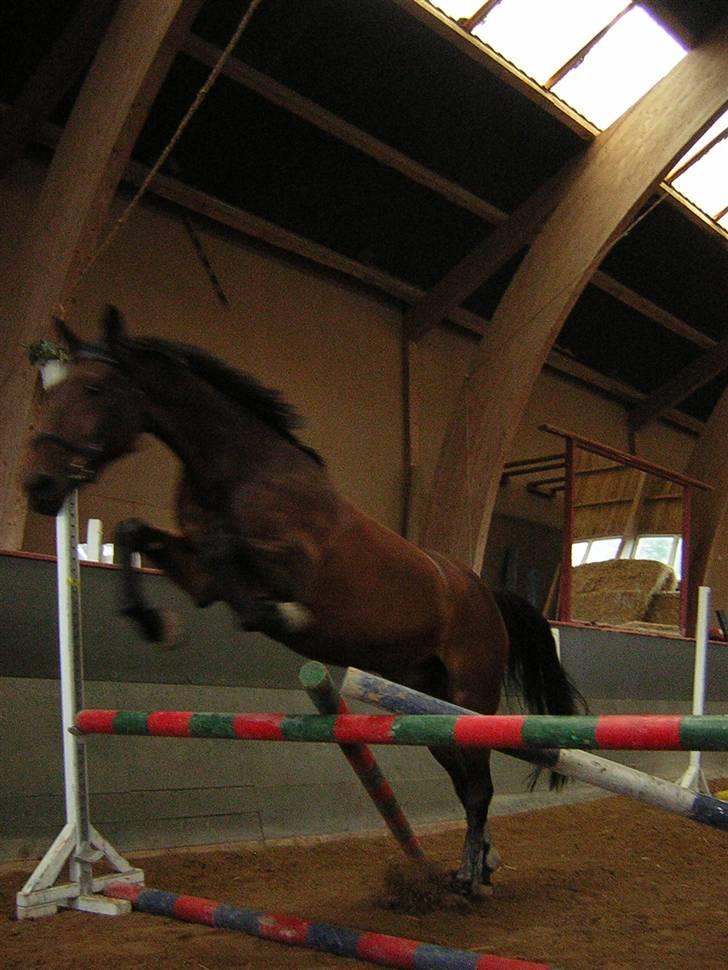 Anden særlig race Azur - første gang Azur springer billede 3