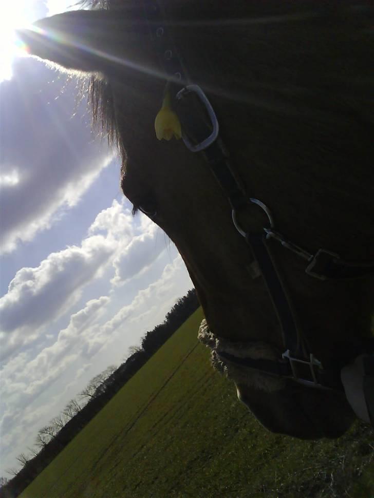 Anden særlig race Max billede 8