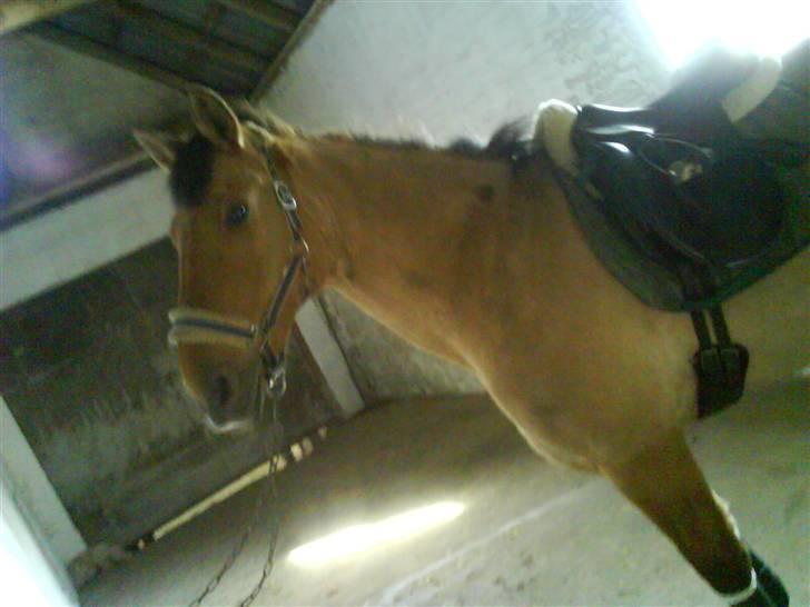 Anden særlig race Max billede 10