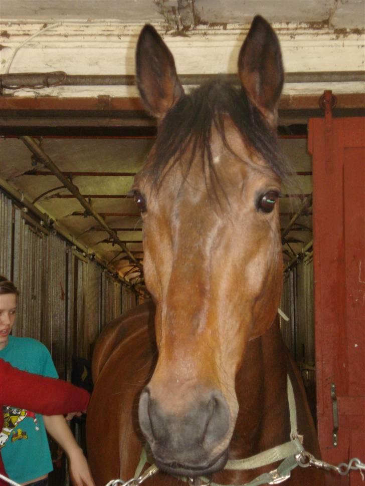Anden særlig race Azur - dagen efter Azur kom fra sønderborg til lyngby billede 4