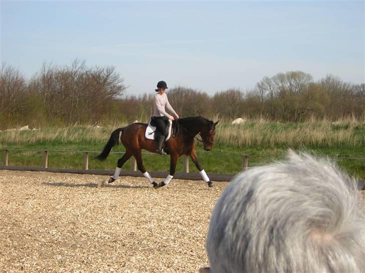 Anden særlig race Azur - første gang jeg prøvede Azur i sønderborg billede 5