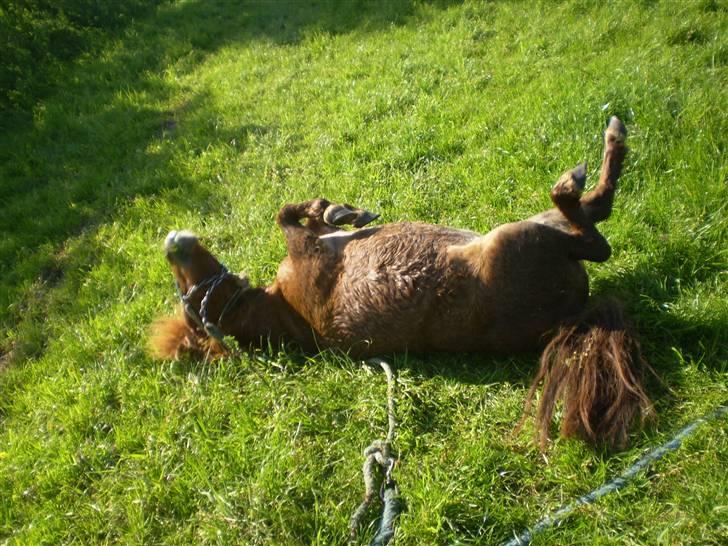 Shetlænder Oline - skulle lige have en rulle tur.. Havde lige været i bad billede 13