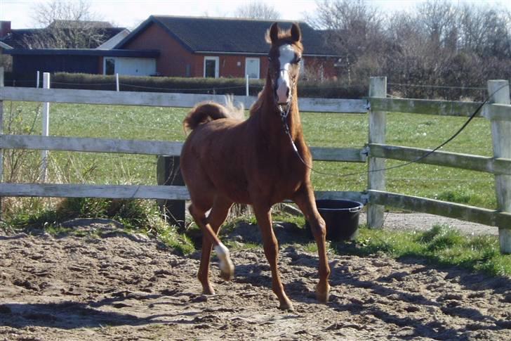 Arabisk fuldblod (OX) FE Chester - SOLGT billede 1