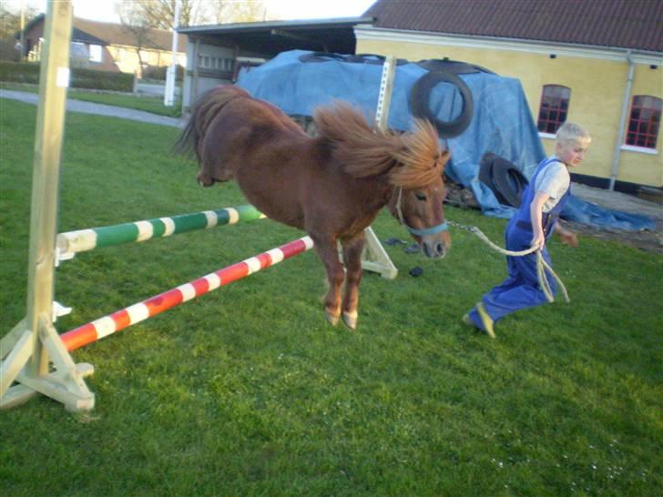 Shetlænder Oline - springer 80 cm. er selv 85cm. billede 14