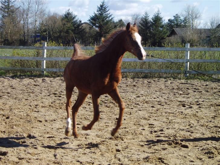 Arabisk fuldblod (OX) FE Chester - SOLGT billede 2
