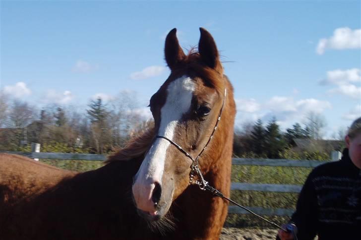 Arabisk fuldblod (OX) FE Chester - SOLGT billede 3