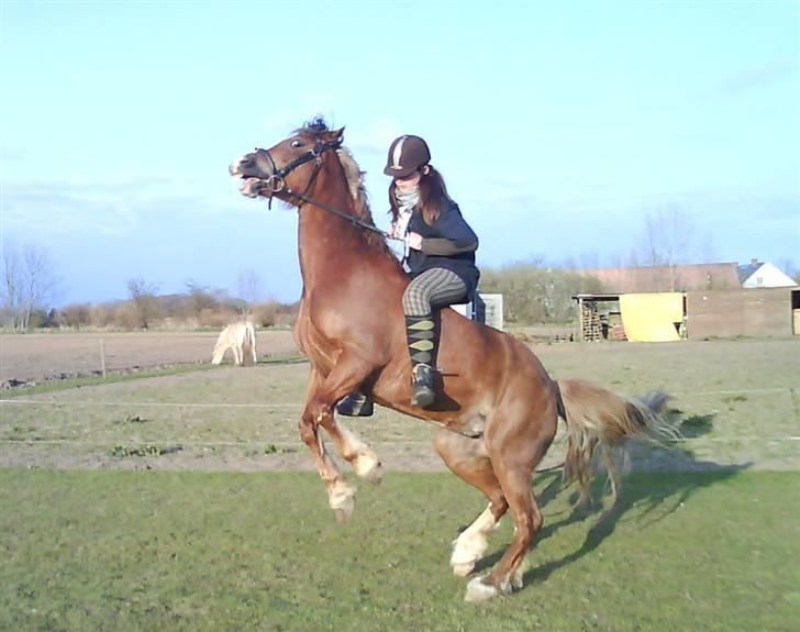 Anden særlig race Østergårdens Easy - solgt - hehe ja det var sjovt nok, hun er lige lidt frik <3 men elsker hende stadig utrolig meget <3333 billede 8