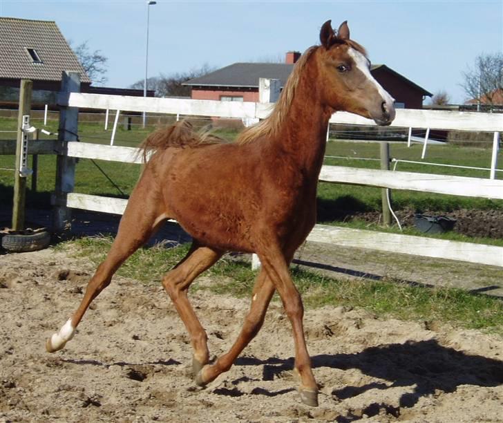 Arabisk fuldblod (OX) FE Chester - SOLGT billede 4