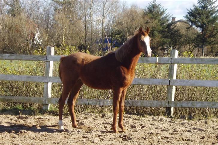 Arabisk fuldblod (OX) FE Chester - SOLGT billede 5