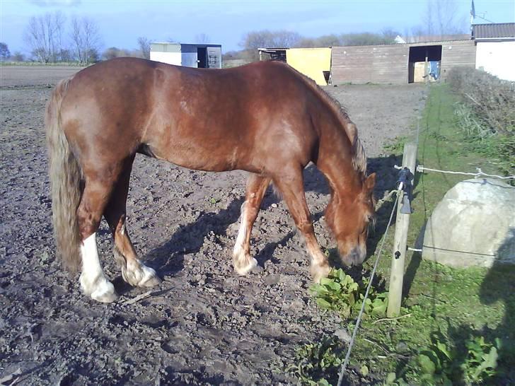 Anden særlig race Østergårdens Easy - solgt - hun er bare så dejlige <3  billede 9