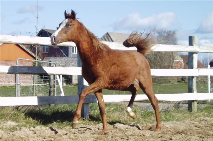 Arabisk fuldblod (OX) FE Chester - SOLGT billede 6