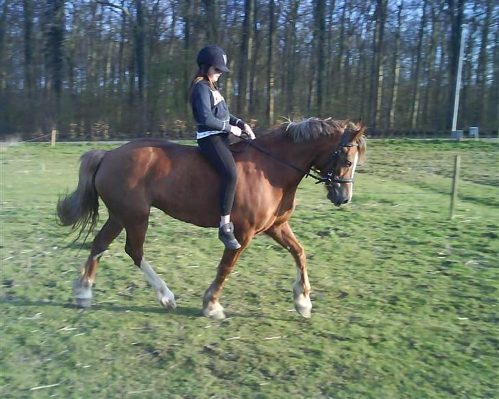 Anden særlig race Østergårdens Easy - solgt - Der hjemme med søs´er <33 billede 10