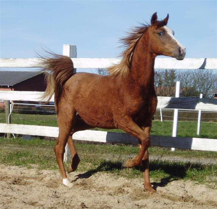 Arabisk fuldblod (OX) FE Chester - SOLGT billede 7