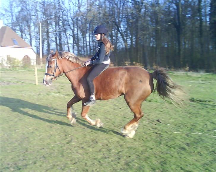 Anden særlig race Østergårdens Easy - solgt - min dejlige søs´er tager en gallop tur <3 billede 11