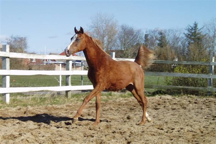 Arabisk fuldblod (OX) FE Chester - SOLGT billede 8