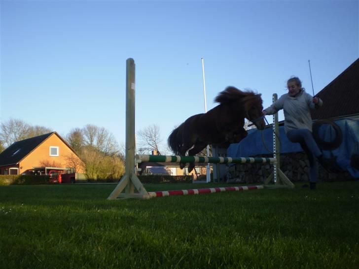 Shetlænder Oline billede 15