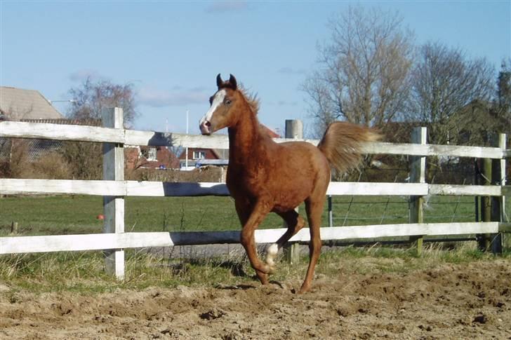 Arabisk fuldblod (OX) FE Chester - SOLGT billede 9