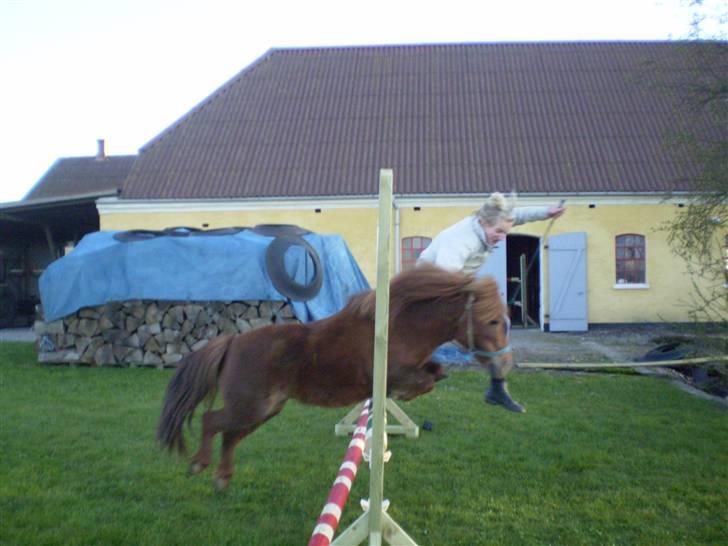 Shetlænder Oline billede 16