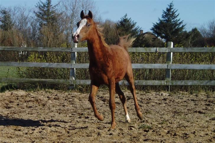 Arabisk fuldblod (OX) FE Chester - SOLGT billede 10