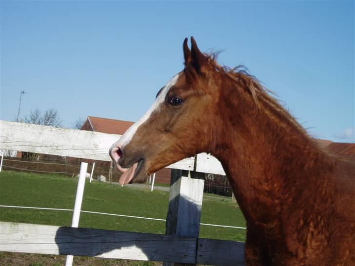 Arabisk fuldblod (OX) FE Chester - SOLGT billede 11