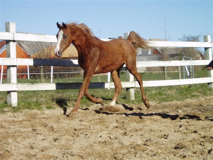 Arabisk fuldblod (OX) FE Chester - SOLGT billede 12