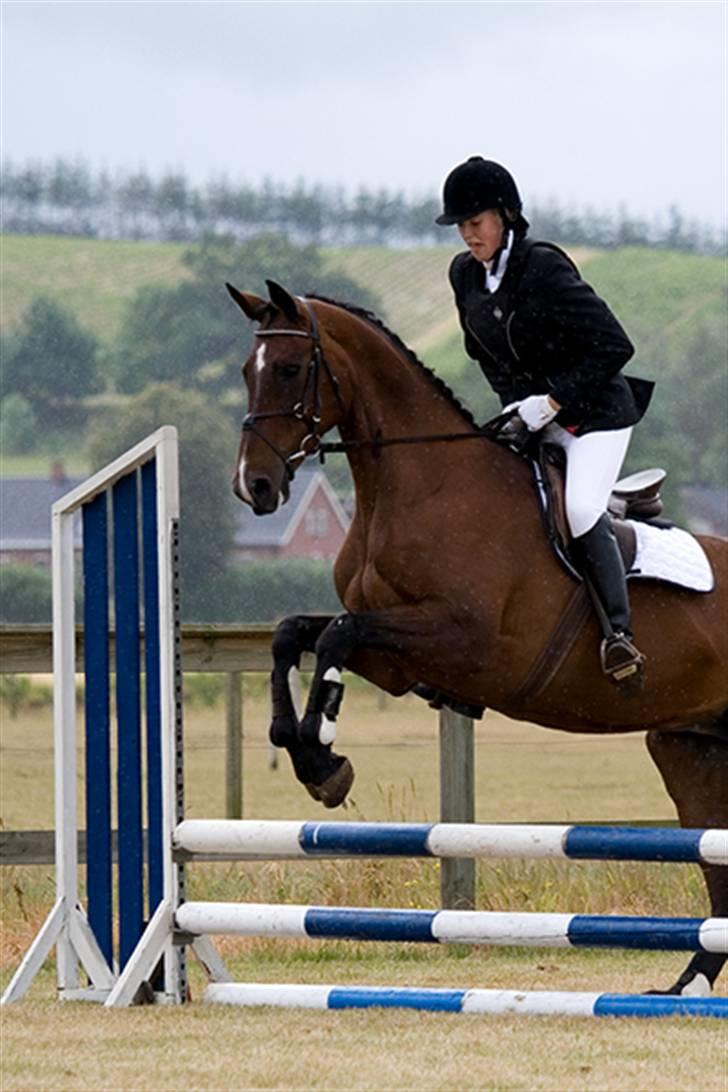 Dansk Varmblod Chanel *Gammel part* - Foto: flemming kjær billede 9