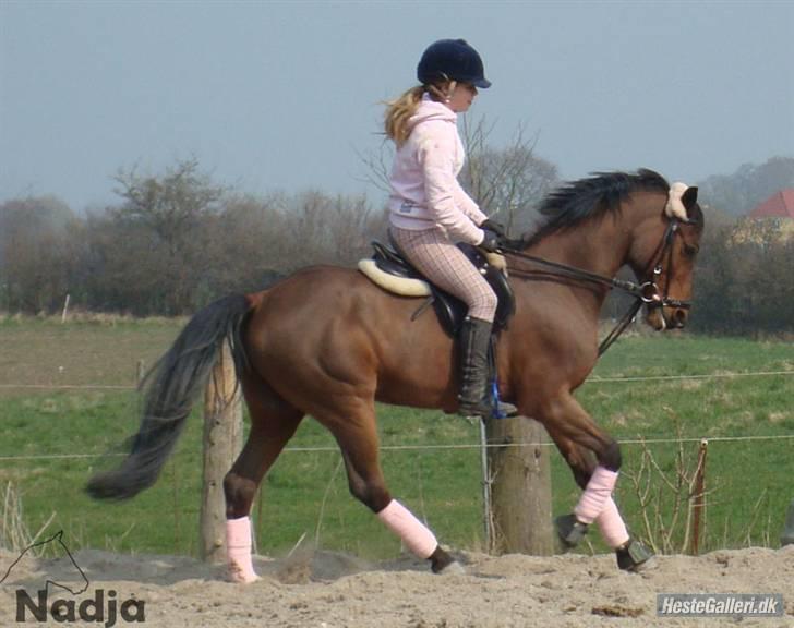 Tysk Sportspony P-tim | B-pony | SOLGT! - 13) dressur på drømmeprinsen. ;* nadja der har taget billedet ! billede 13