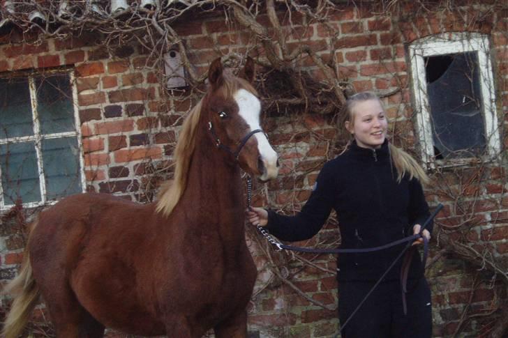 Arabisk fuldblod (OX) FE Chester - SOLGT billede 13