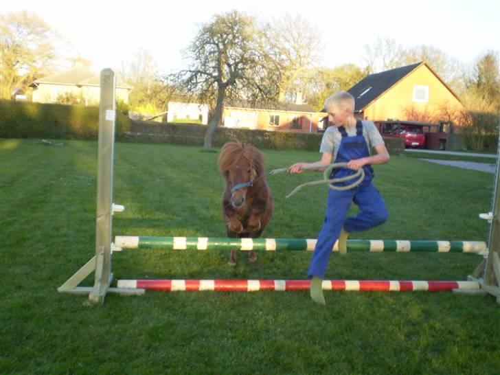 Shetlænder Oline billede 17